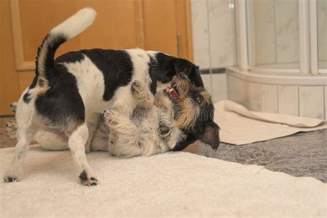 perritos haciendo el amor